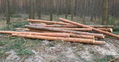 На Сумщині повідомлено про підозру керівнику лісництва, який незаконно реалізовував деревину