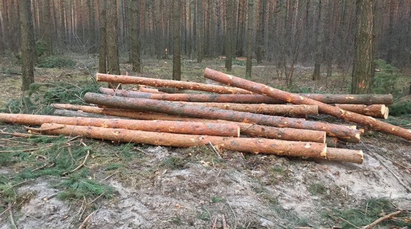На Сумщині повідомлено про підозру керівнику лісництва, який незаконно реалізовував деревину